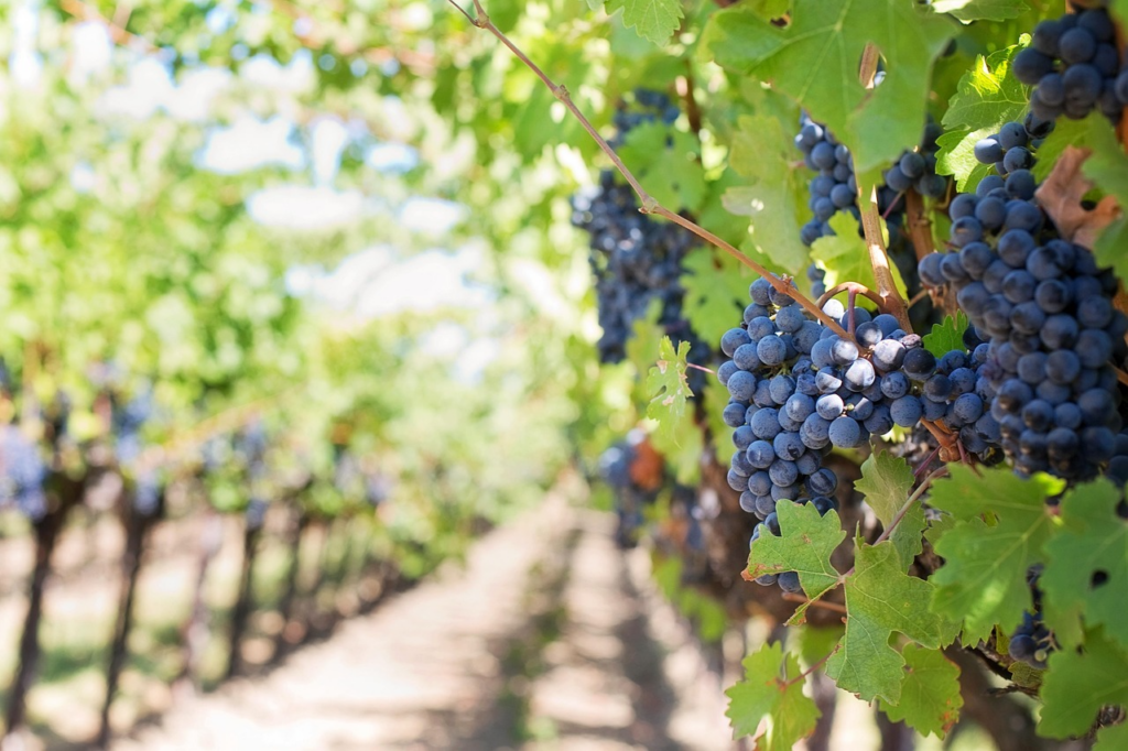 la excursión bodegas Penedés desde Barcelona